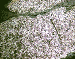 Button-head nail End part