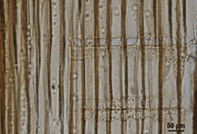 Hard pine; diploxylon - PINACEAE Pinus