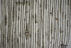 Hard pine; diploxylon - PINACEAE Pinus