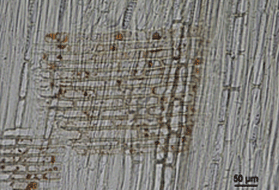 Lepidobalanus -  FAGACEAE   Quercus