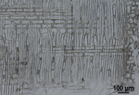 Diospyros spp.- EBENACEAE