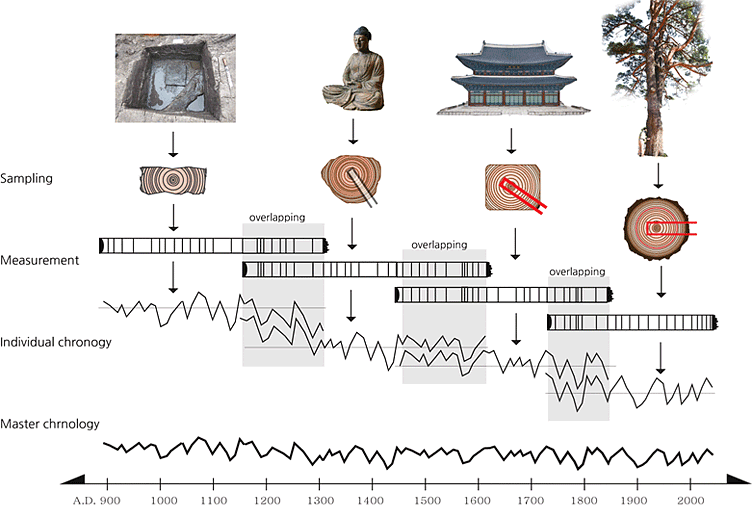 A diagram showing the process of cross-dating of live trees with dead or fossil trees allows the construction oflong-reference chronologies. Sampling, Measurement, Individual chronogy, Master chmology.